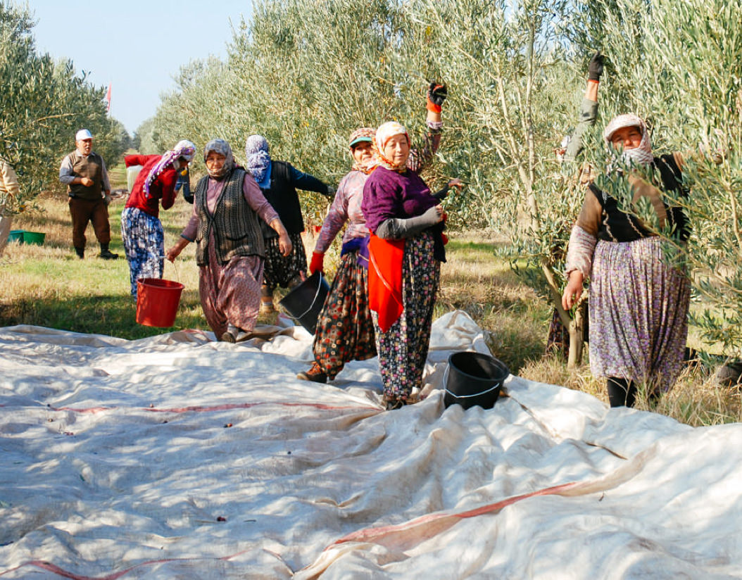 Olive village